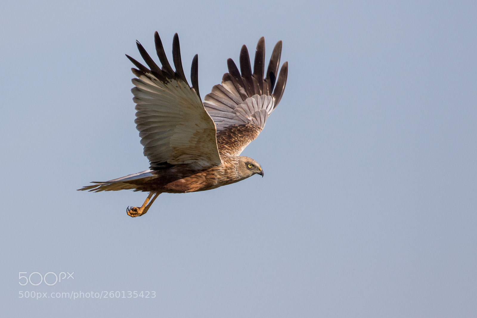 Canon EOS 7D Mark II sample photo. Marsh harrier photography
