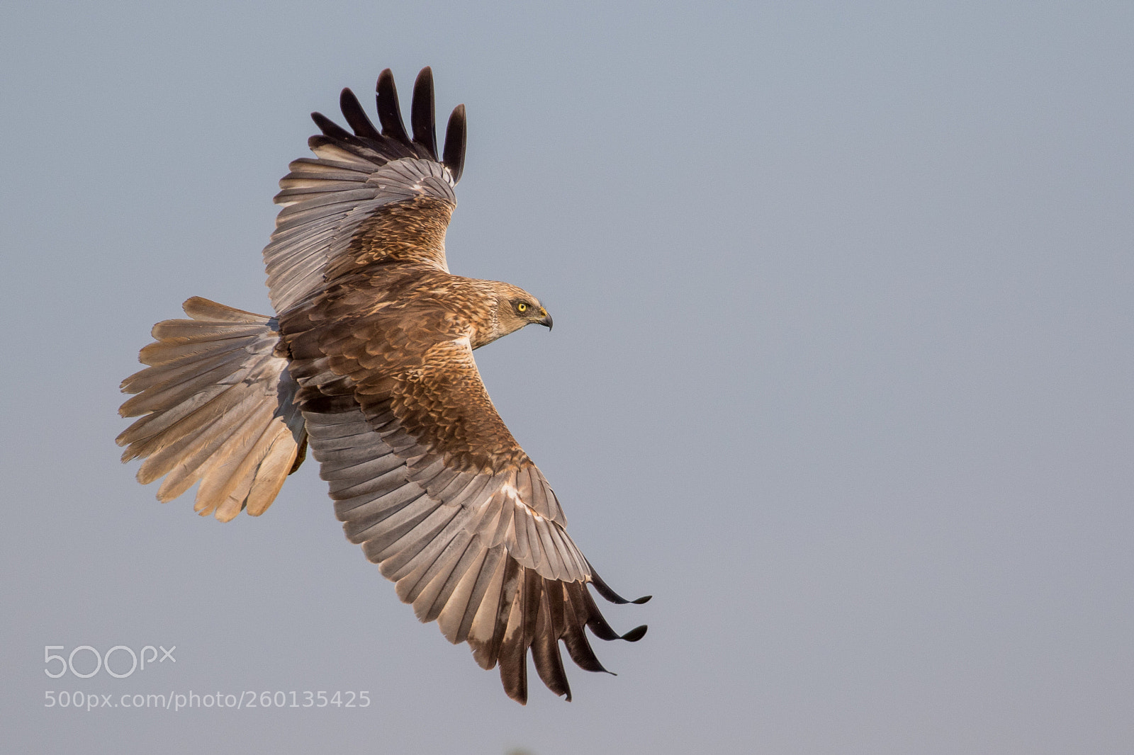 Canon EOS 7D Mark II sample photo. Marsh harrier photography
