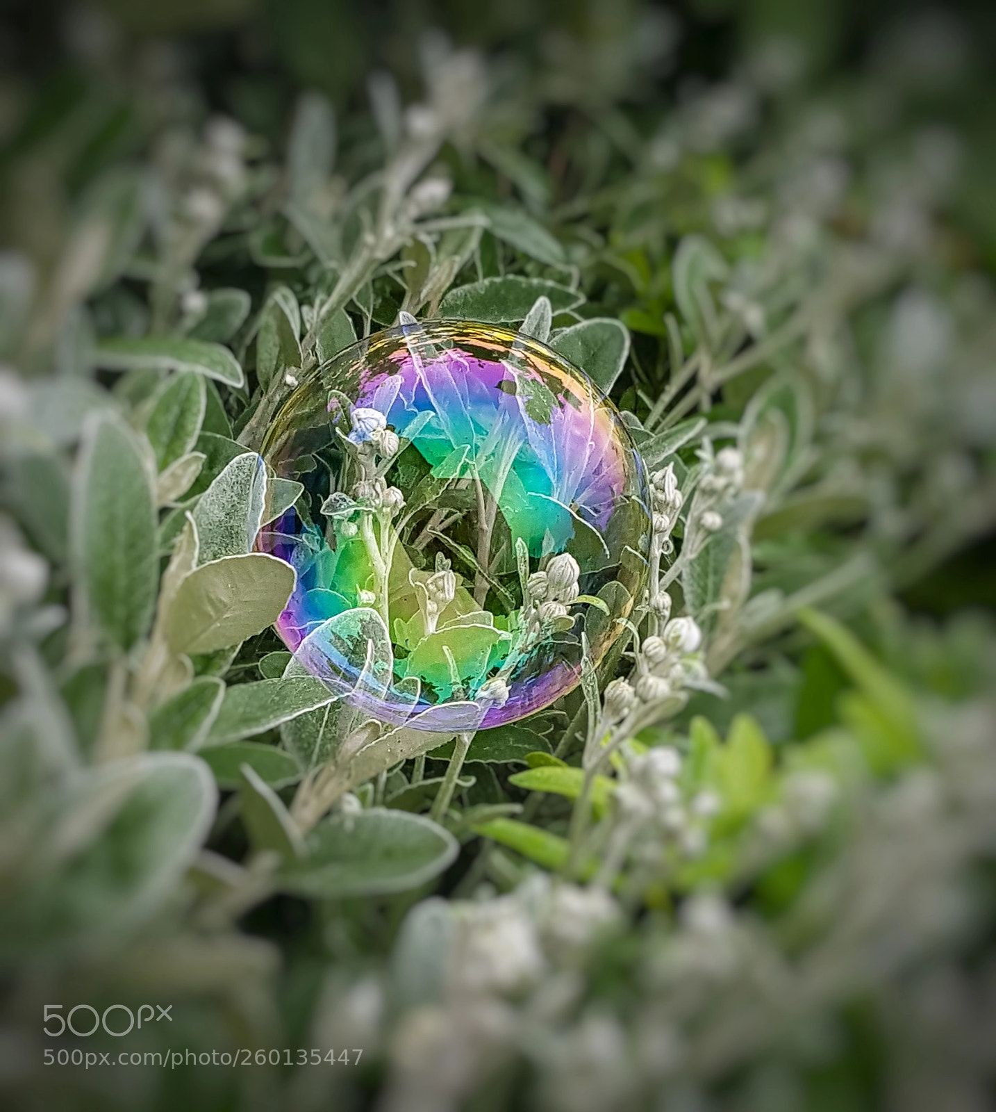Samsung Galaxy S6 sample photo. Random bubble photography