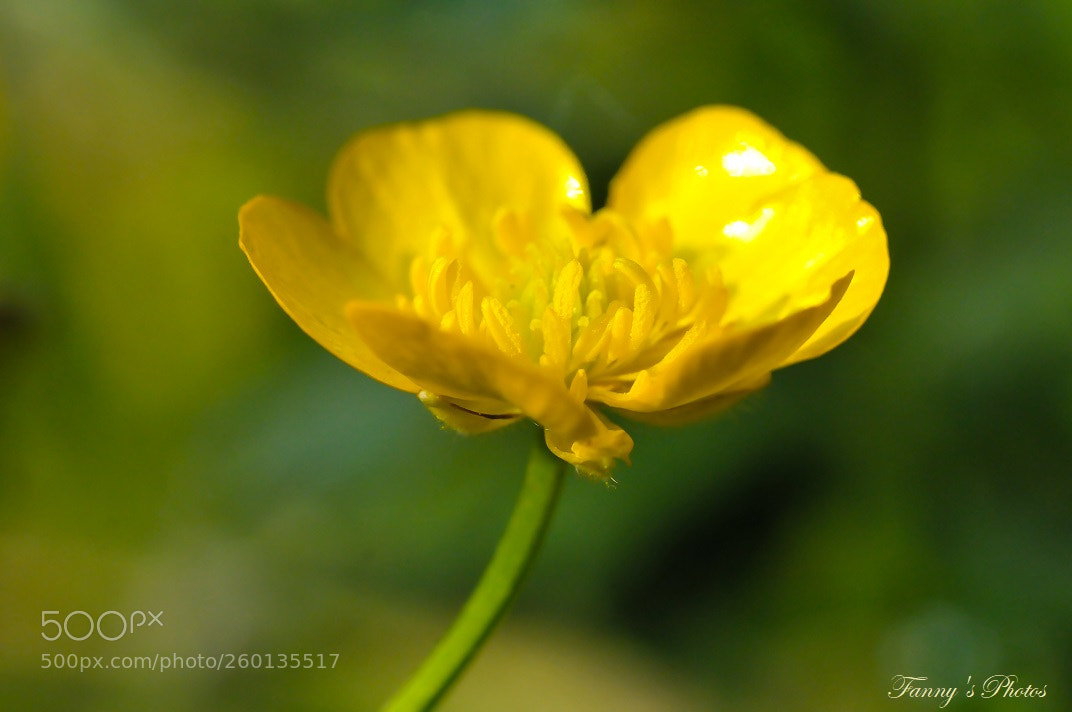 Nikon D300S sample photo. Bouton d'or photography