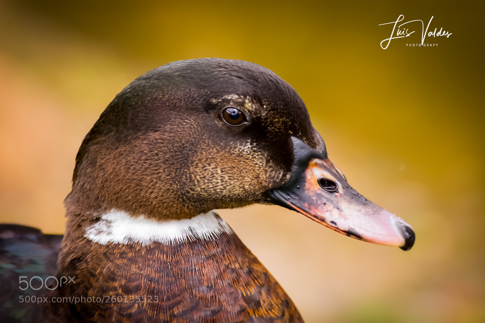 Nikon D7200 sample photo. Duck eyes! photography