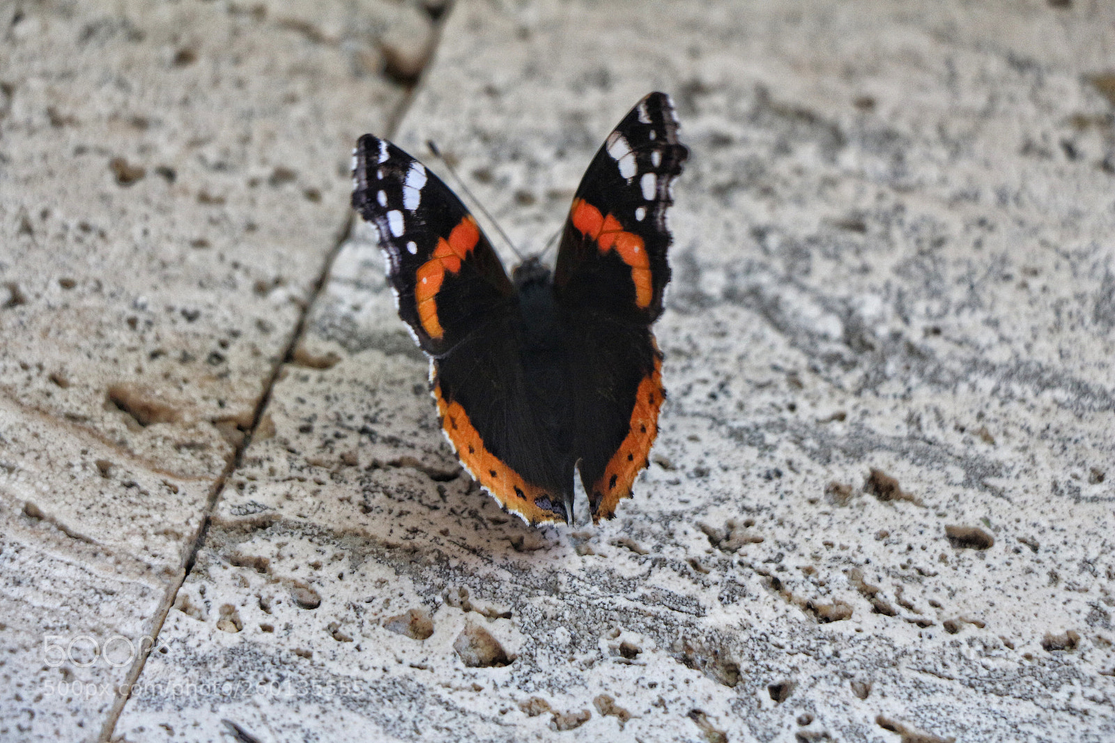 Canon EOS 700D (EOS Rebel T5i / EOS Kiss X7i) sample photo. Small butterfly photography