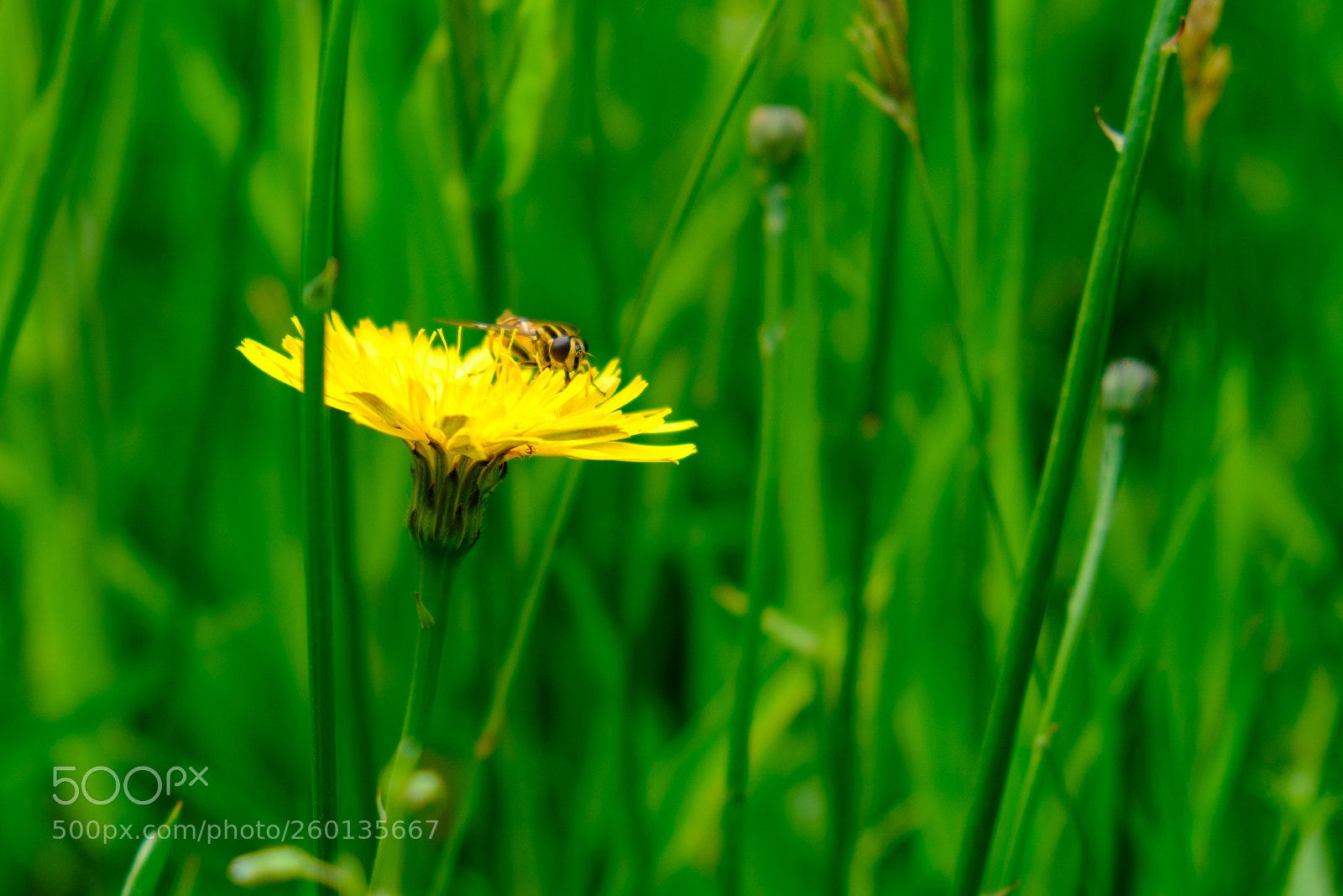 Fujifilm X-T20 sample photo. Yellow on yellow photography