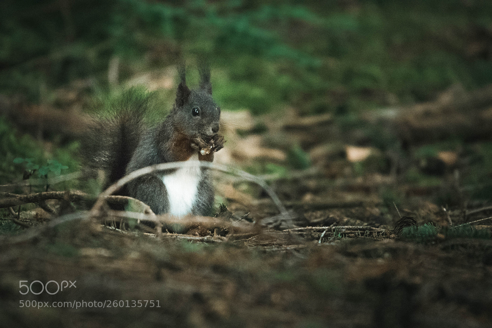 Nikon D750 sample photo. Wildlife photography