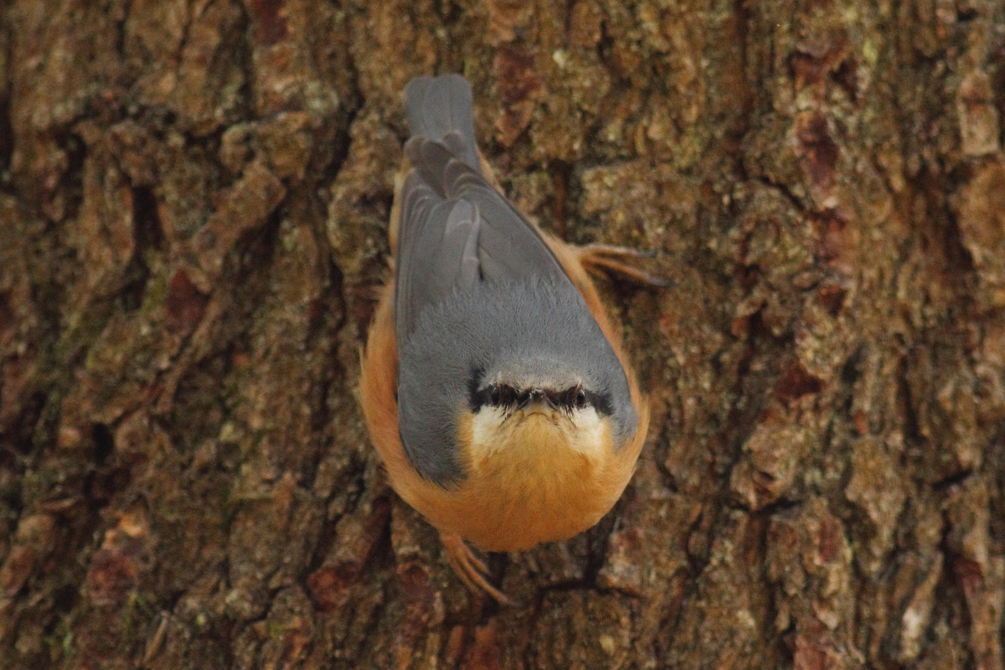 Canon EOS 60D + Canon EF 400mm F5.6L USM sample photo. Eurasian nuthatch photography
