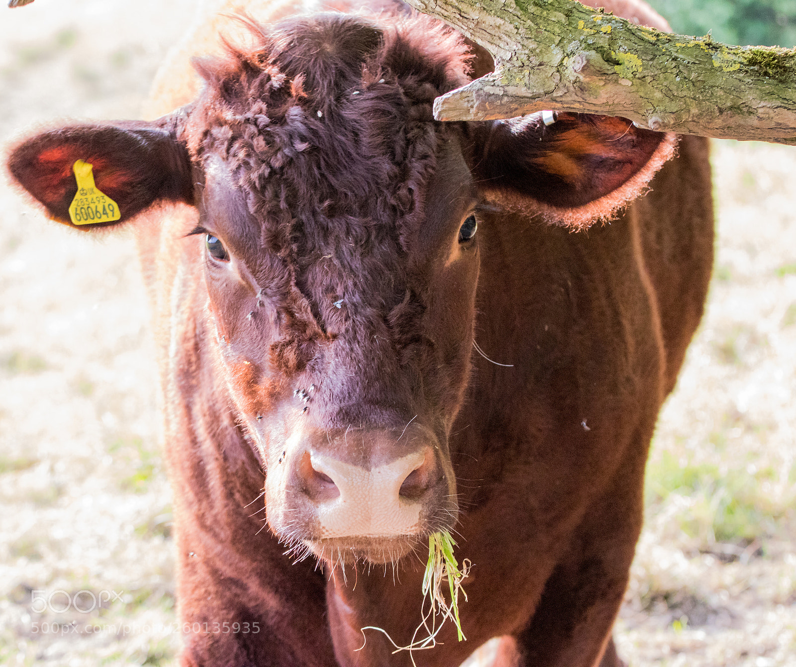 Canon EOS 80D sample photo. Inquizitive cow photography