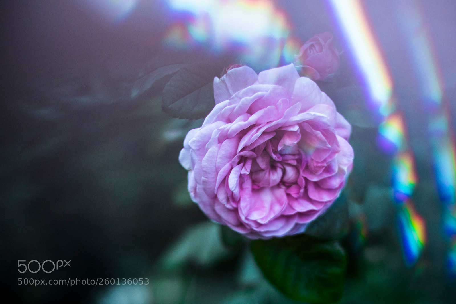Canon EOS 750D (EOS Rebel T6i / EOS Kiss X8i) sample photo. Colors photography