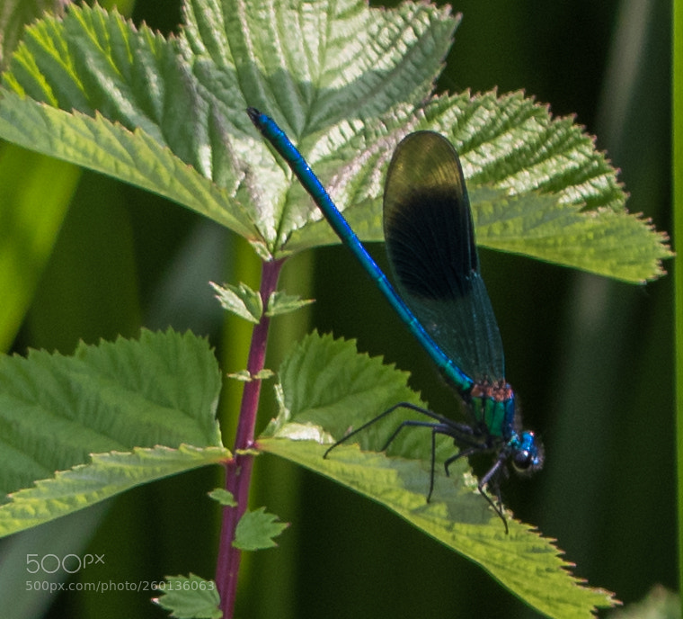 Canon EOS 80D sample photo. Dragonfly photography