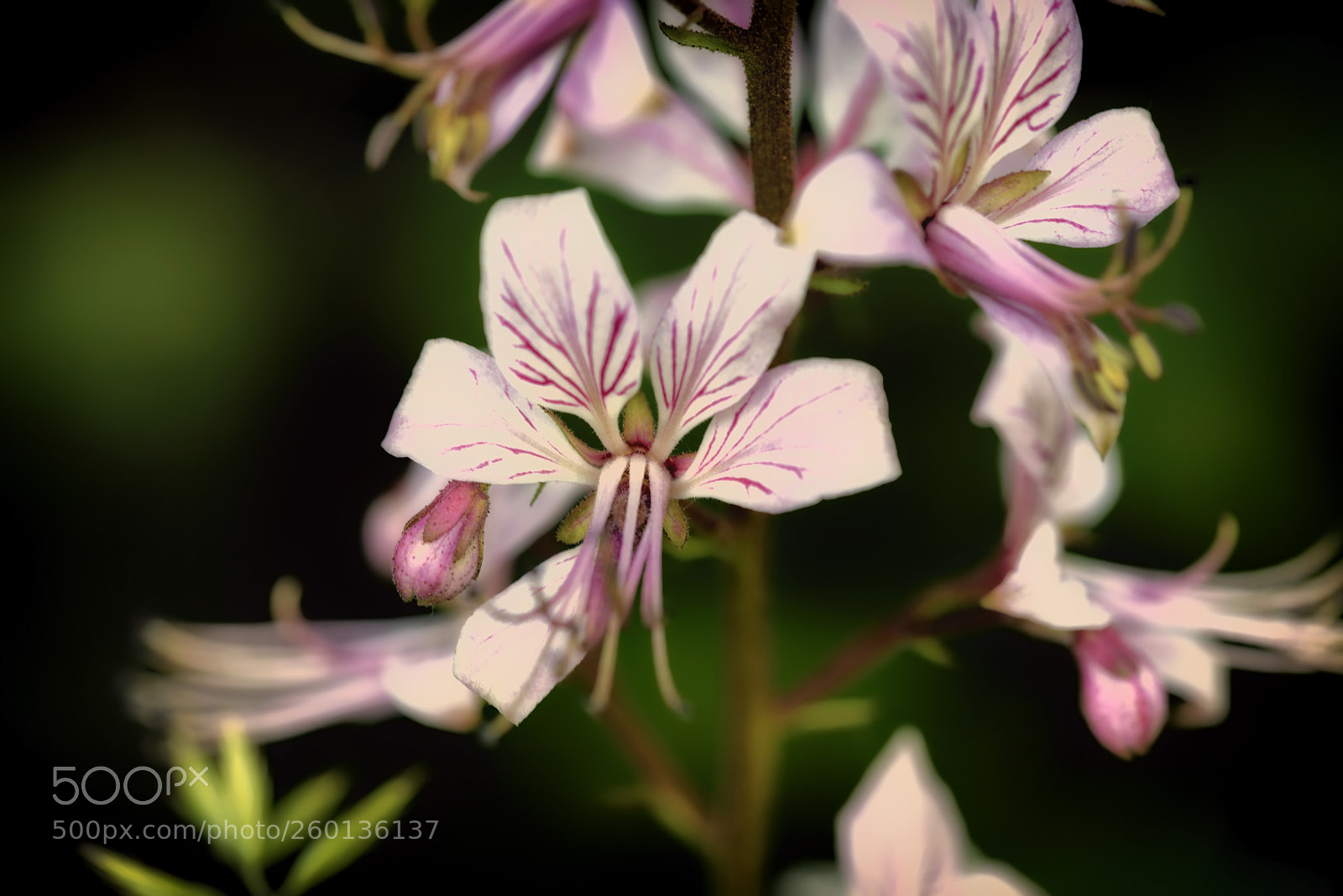 Nikon D750 sample photo. Flower photography
