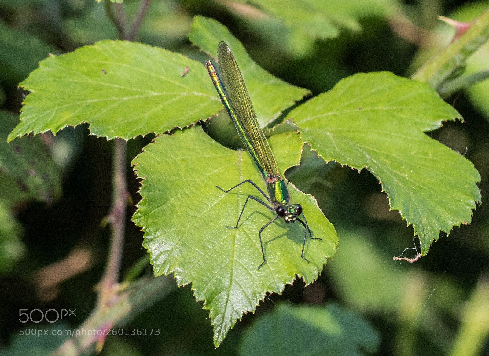 Canon EOS 80D sample photo. Eye balling dragonfly photography