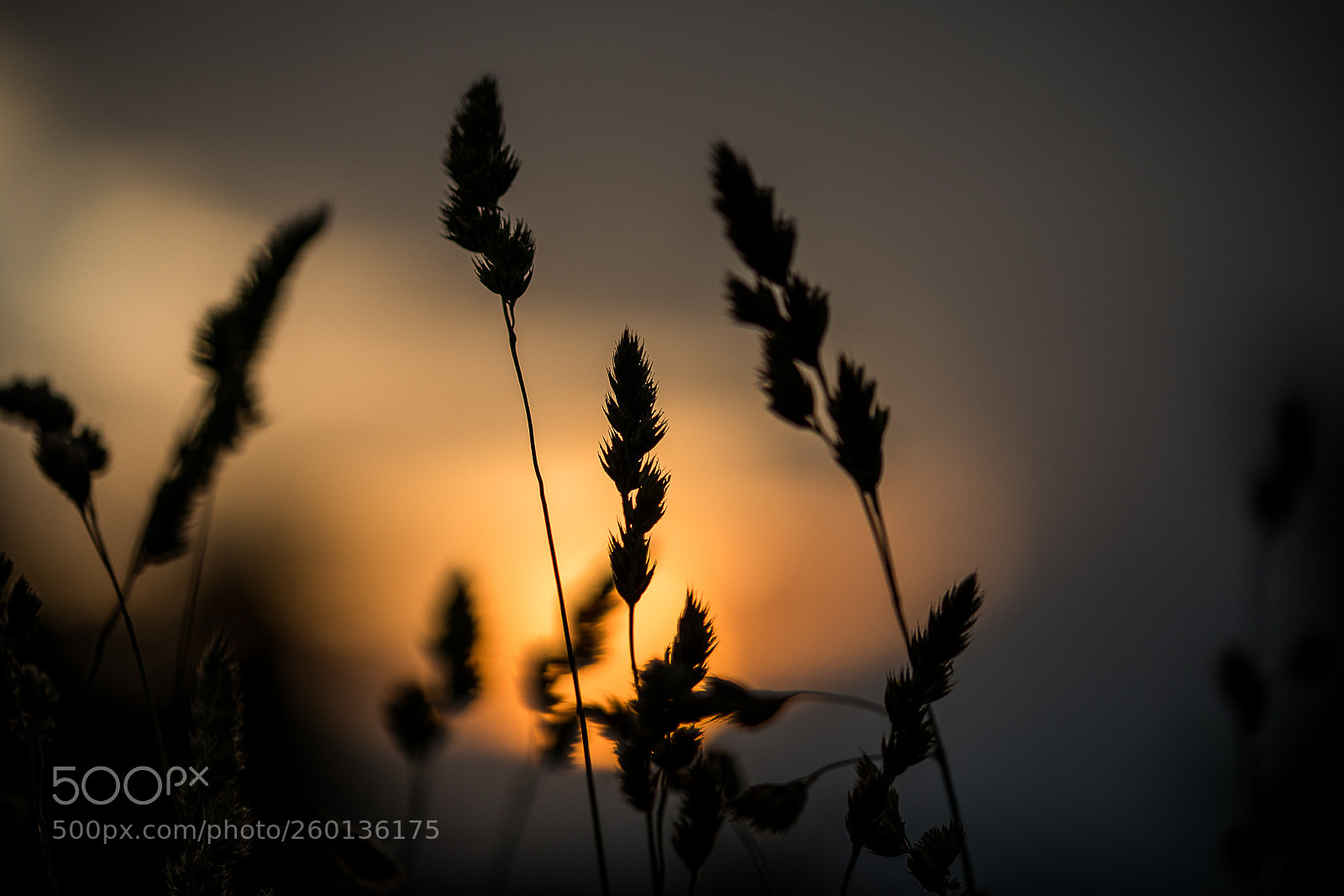 Canon EOS 5D Mark IV sample photo. Grass in the sunset photography
