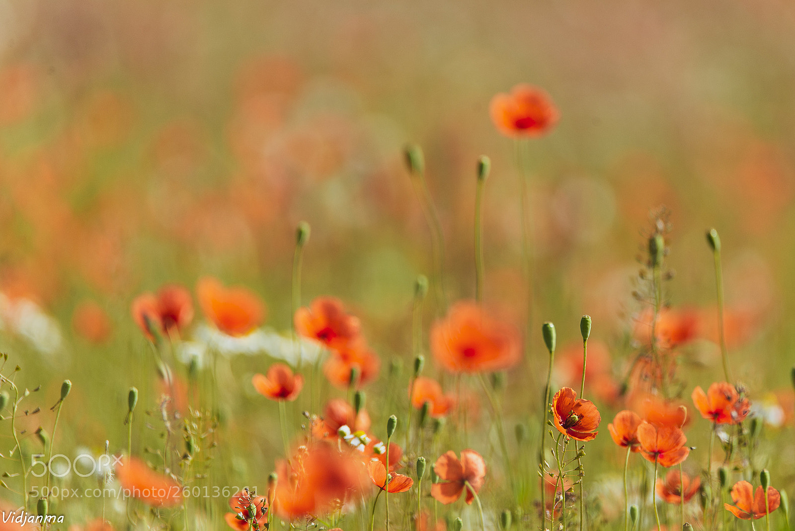 Nikon D610 sample photo. Like a mediterranean sunset photography