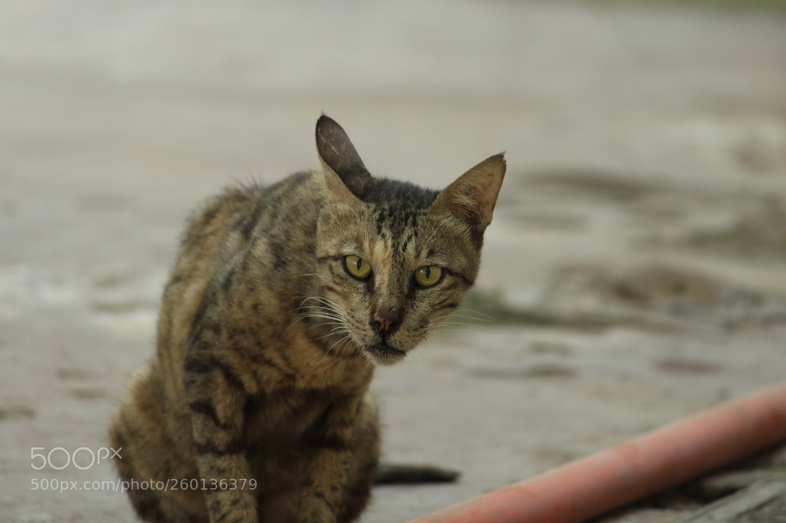 Canon EF-S 55-250mm F4-5.6 IS II sample photo. Untitled photography