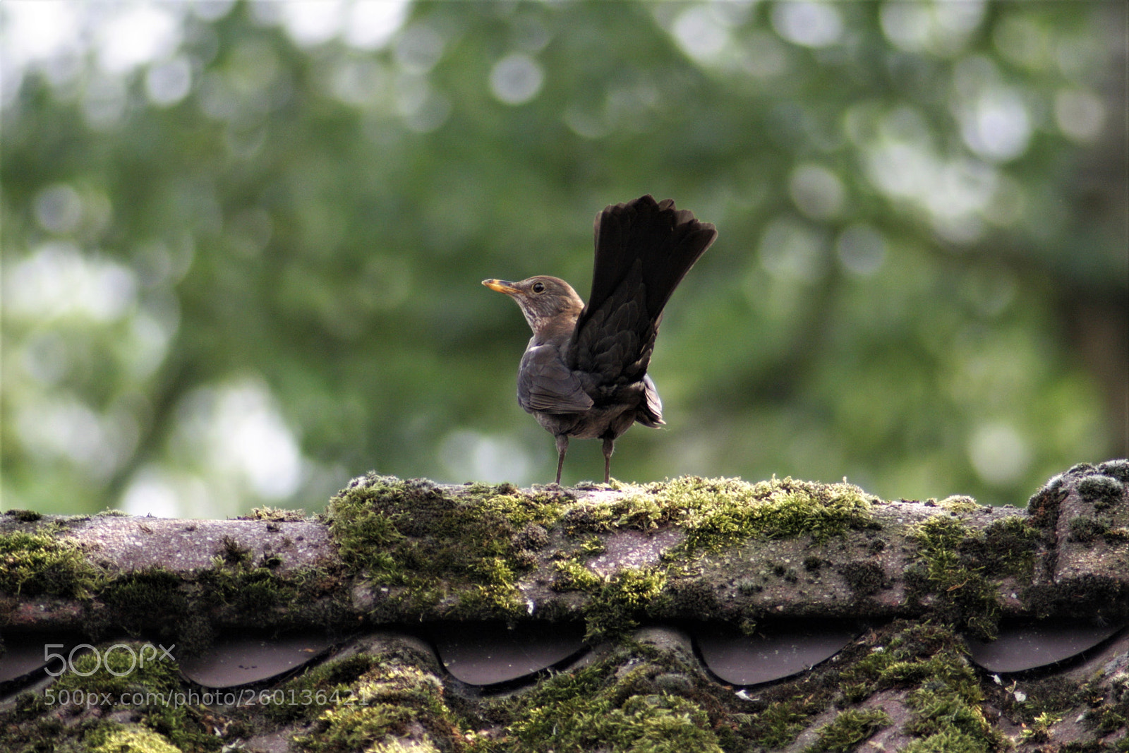 Canon EOS 1000D (EOS Digital Rebel XS / EOS Kiss F) sample photo. I was being watched ; ) photography
