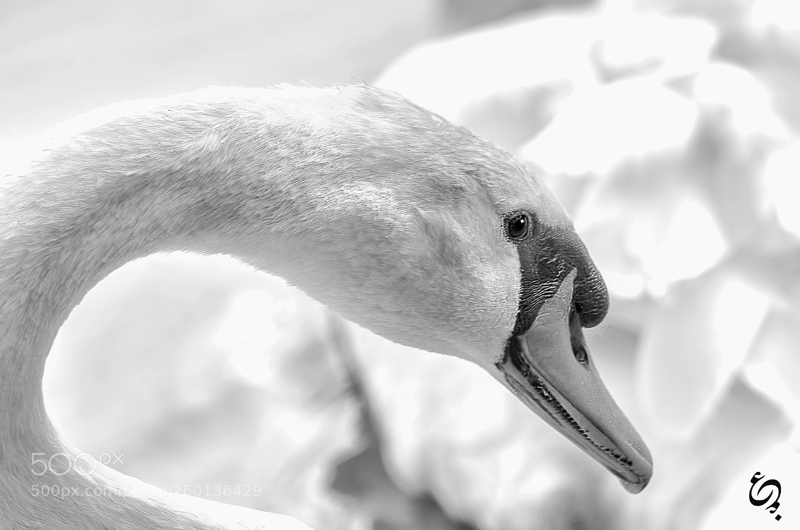 Nikon D7000 sample photo. Swan princess photography
