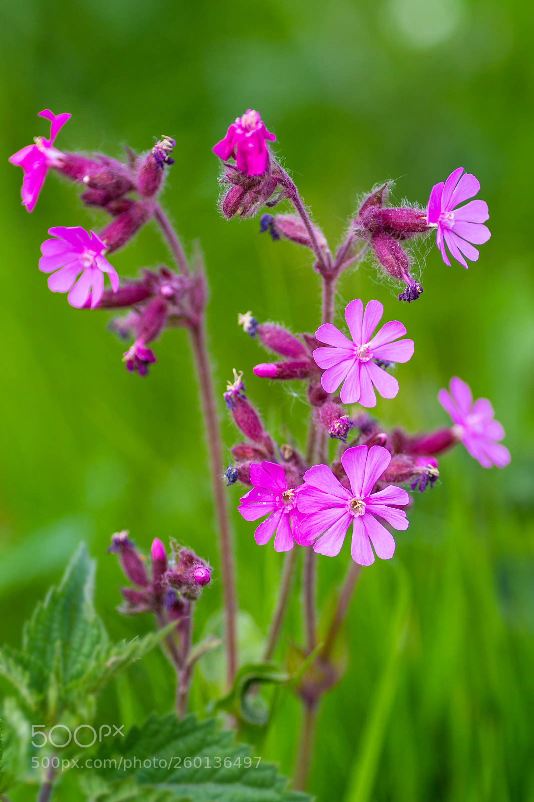 Canon EOS 6D sample photo. Pink flower photography