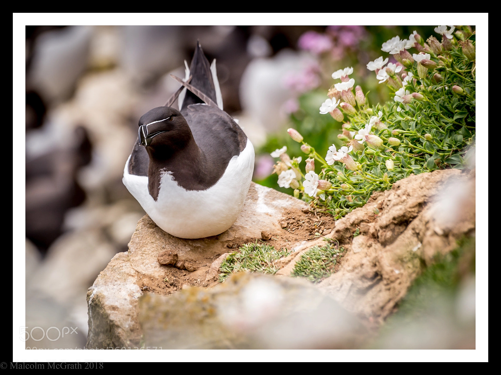 Canon EOS 6D sample photo. Razorbill photography