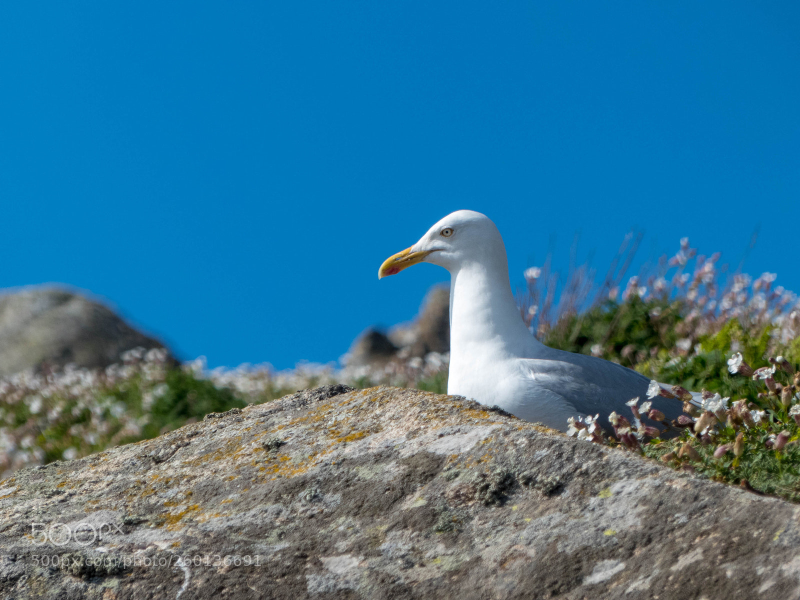 Panasonic Lumix DMC-FZ300 sample photo. Seagull in les sept photography