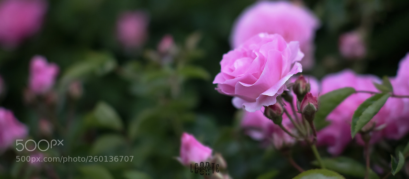 Nikon D750 sample photo. Pinky photography