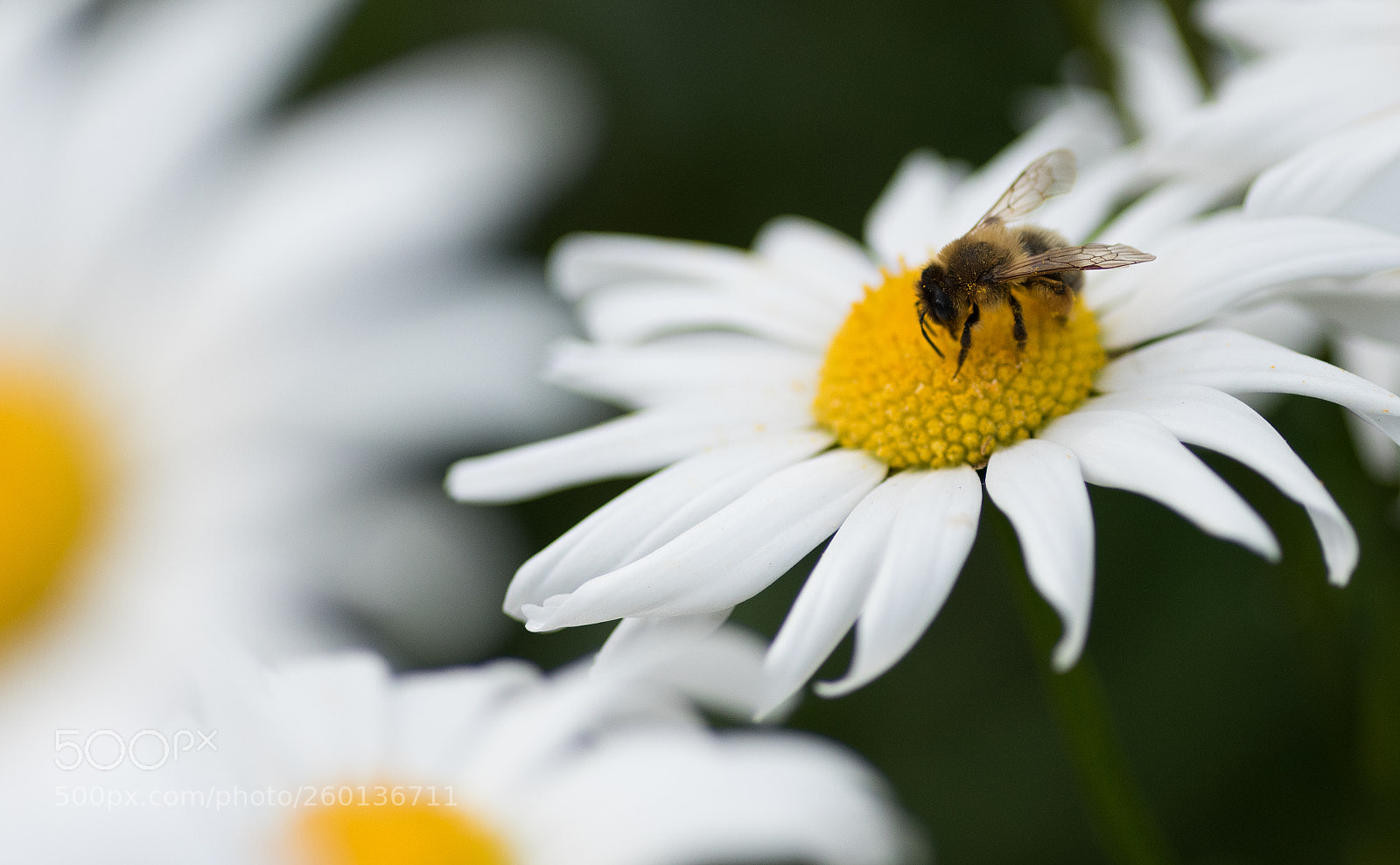 Nikon D810 sample photo. The bee photography