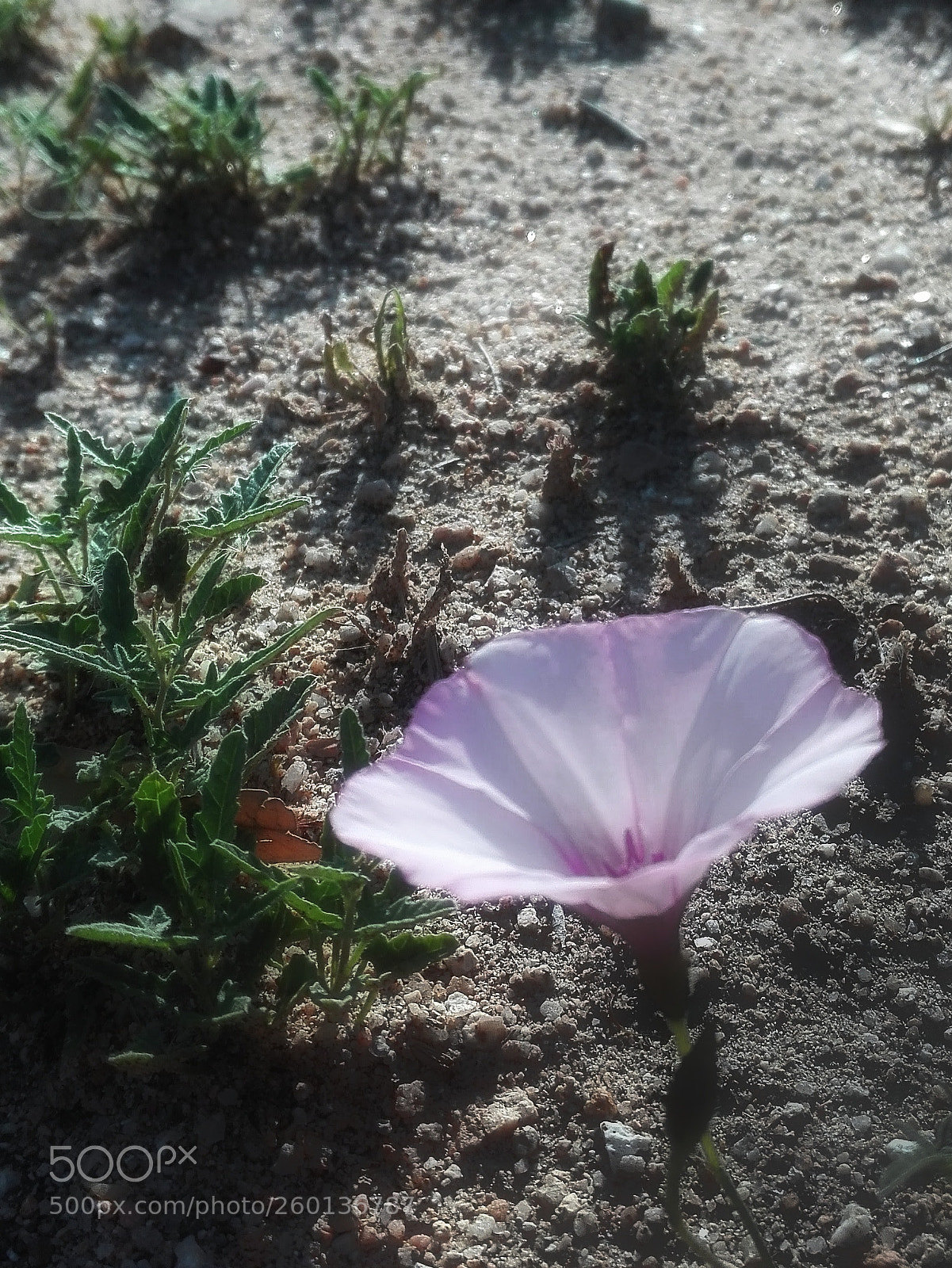 HUAWEI P8 Lite sample photo. Untitled photography
