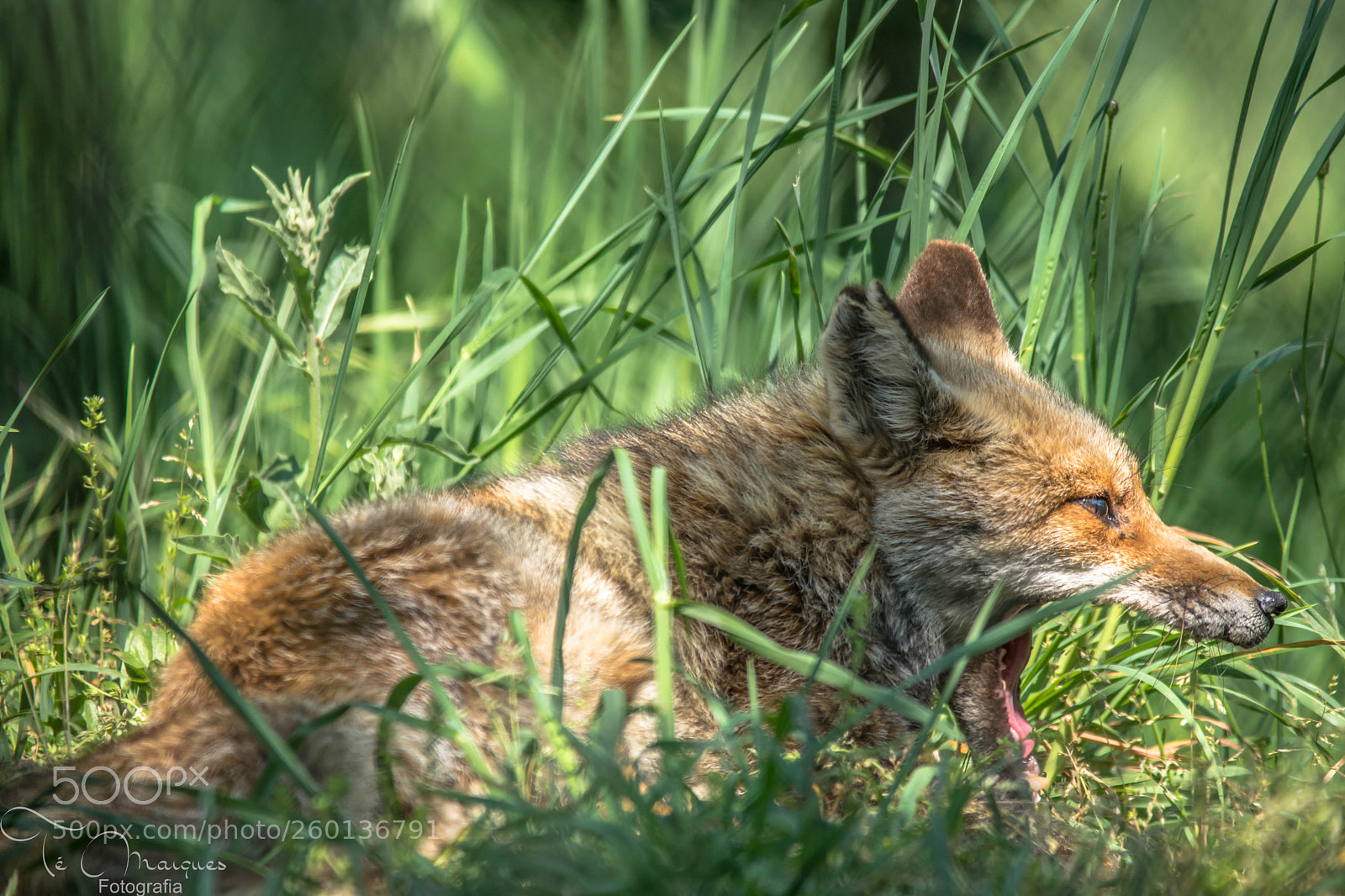 Nikon D7200 sample photo. Red fox photography