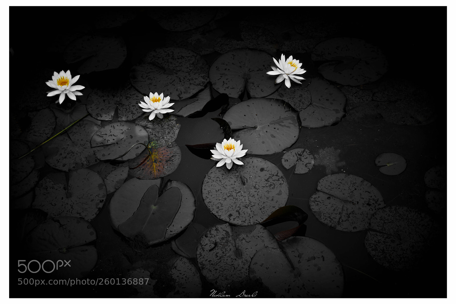 Nikon D7100 sample photo. Nenuphar photography