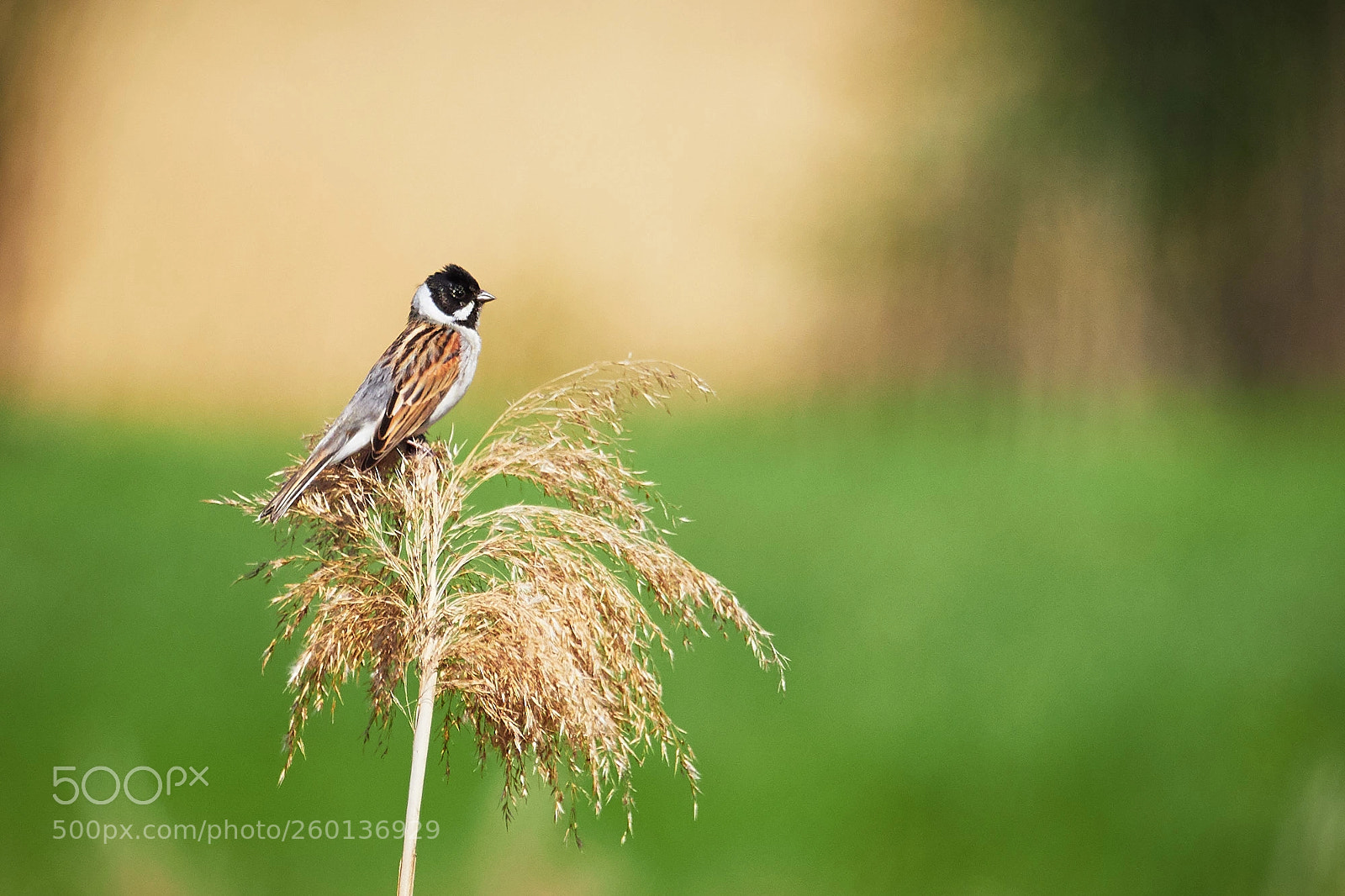 Olympus OM-D E-M1 Mark II sample photo. Rohrspatz photography