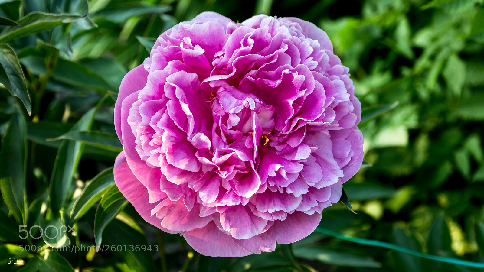 Canon EOS 80D sample photo. Pfingstrose photography