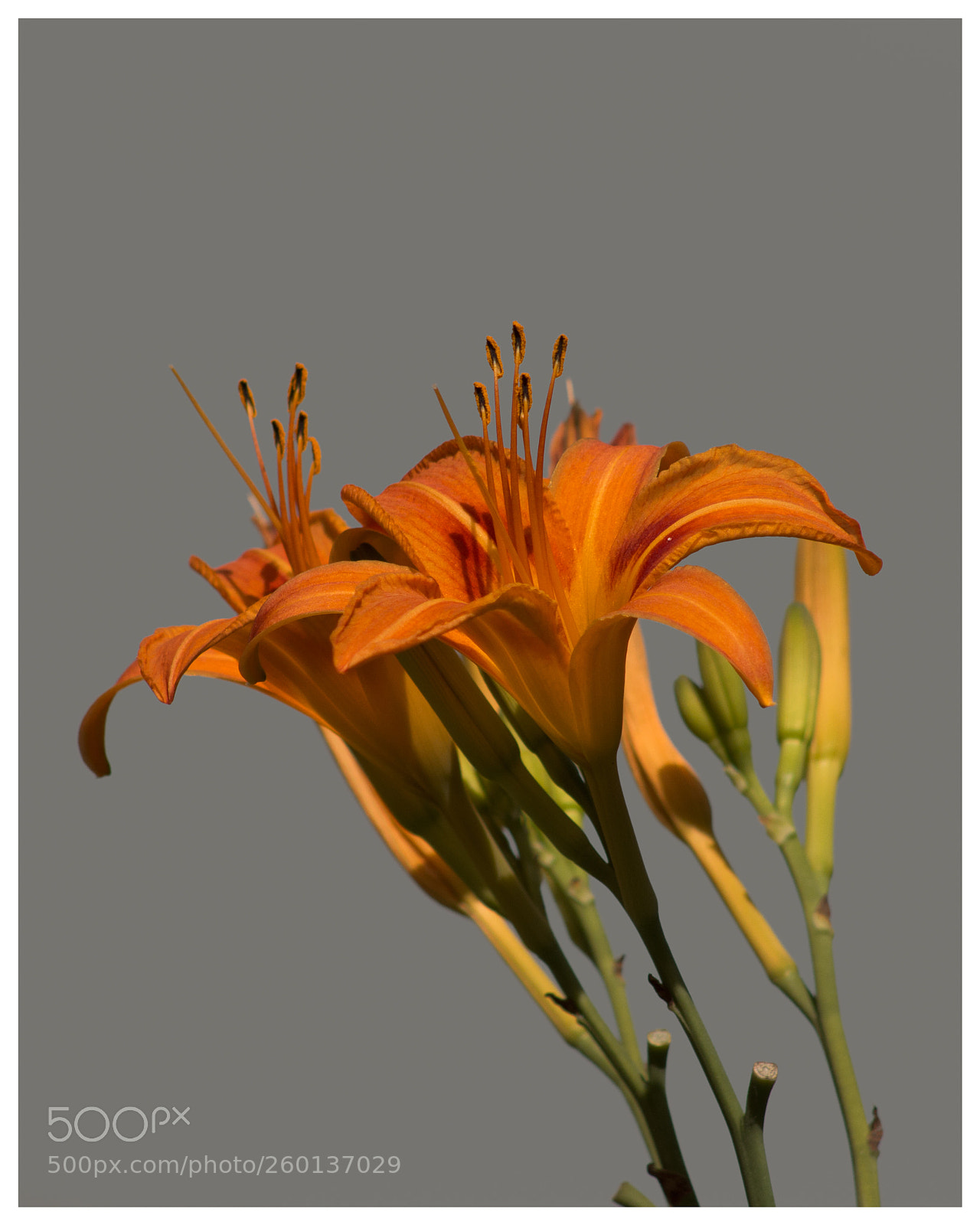 Canon EOS 70D sample photo. Day lily photography