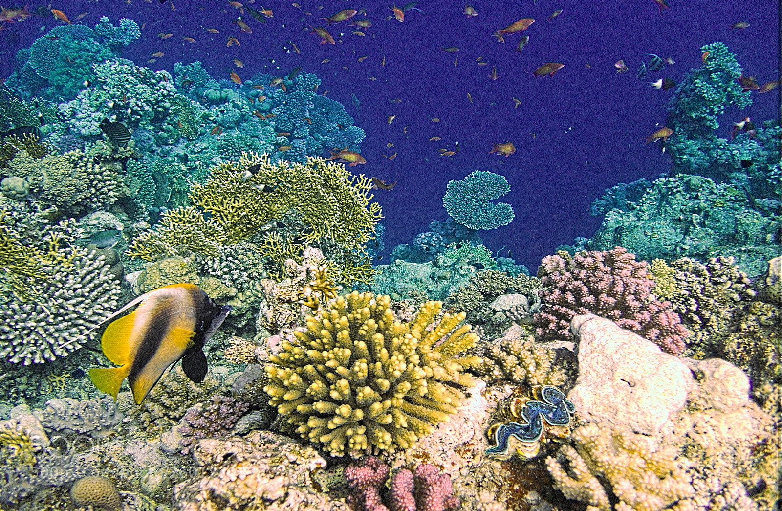 Olympus TG-5 sample photo. Red sea photography