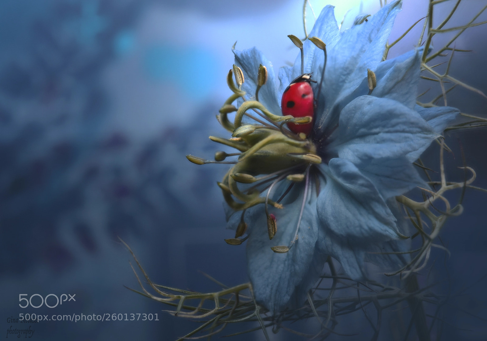 Nikon D5500 sample photo. Nigella damasceno flower photography