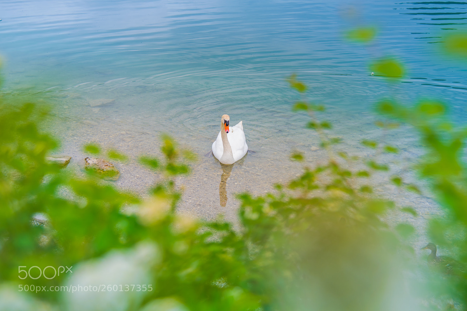Nikon D850 sample photo. Romantic lake scenic with photography