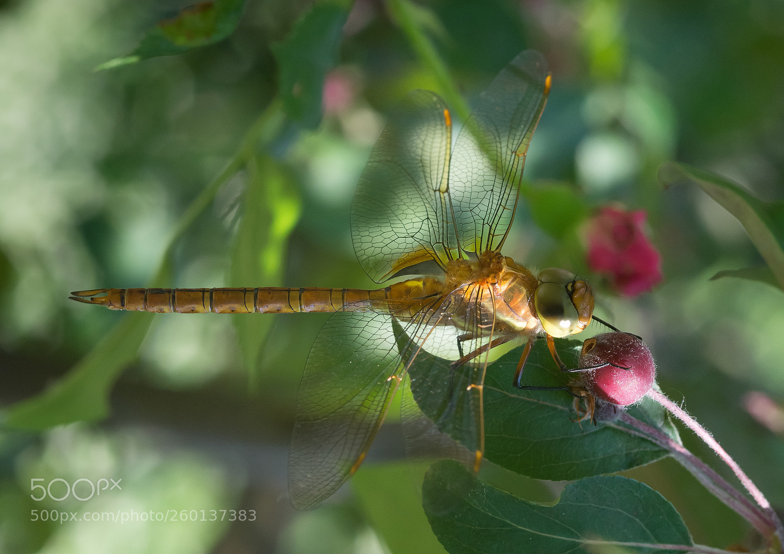 Nikon D610 sample photo. Dragonfly photography