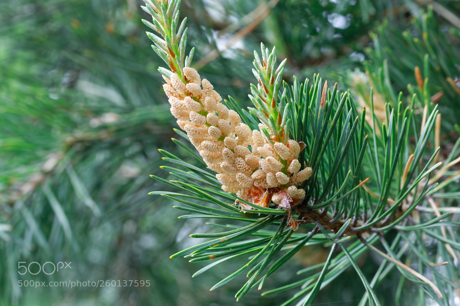 Nikon D5500 sample photo. 7604 photography
