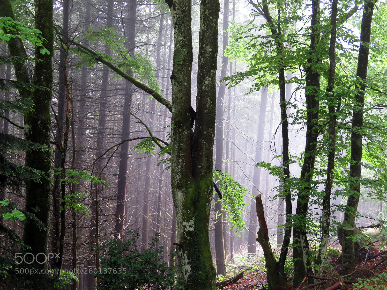 Canon PowerShot SX60 HS sample photo. Forest photography