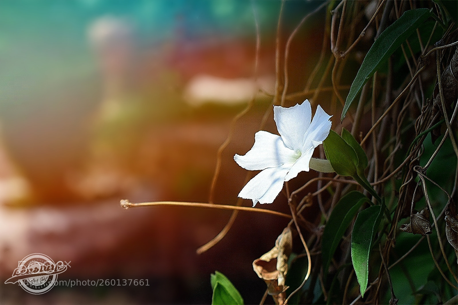 Nikon D5300 sample photo. Blossom photography