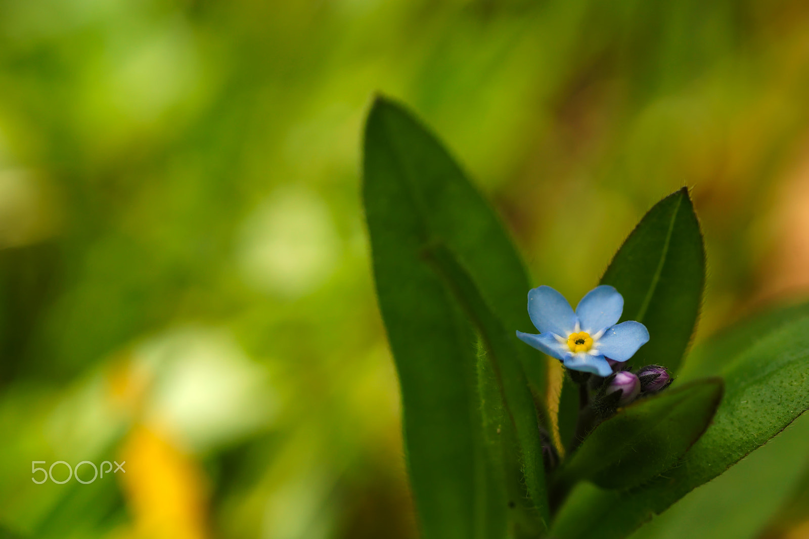 Sony SLT-A77 + Sigma 70mm F2.8 EX DG Macro sample photo. Vergissmeinnicht photography