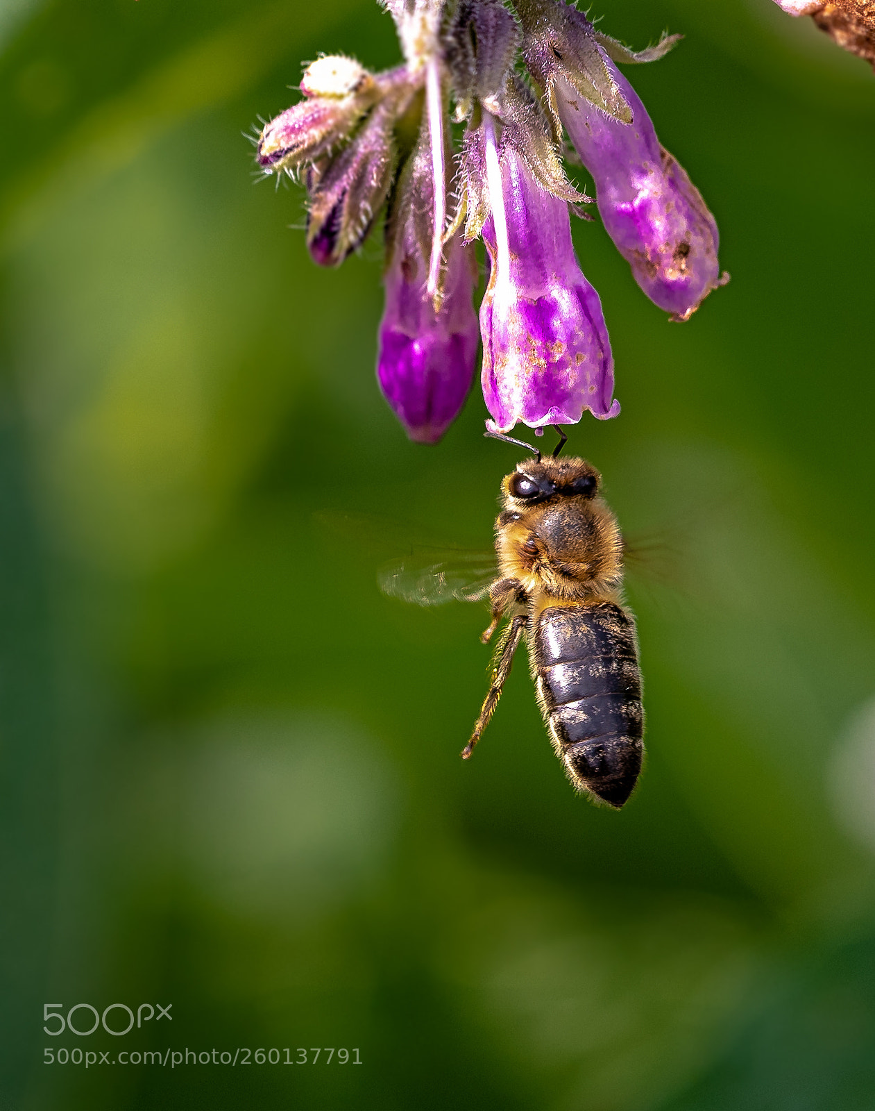 Nikon D750 sample photo. Bee 7 photography