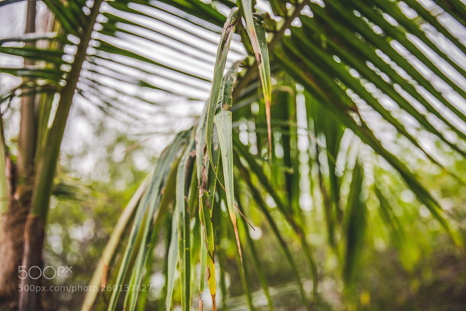 Canon EOS 6D sample photo. Beyond the palm photography