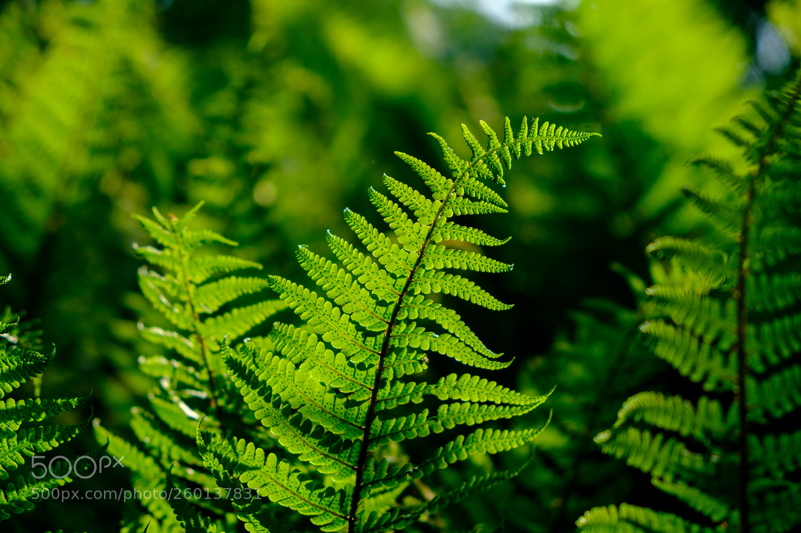 Fujifilm X-T20 sample photo. Backlit ferns photography