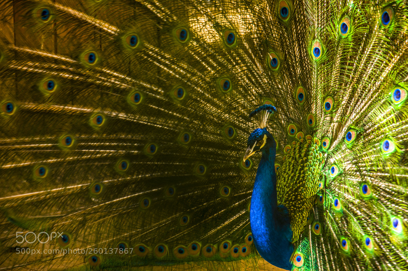 Nikon D3300 sample photo. Peacock photography