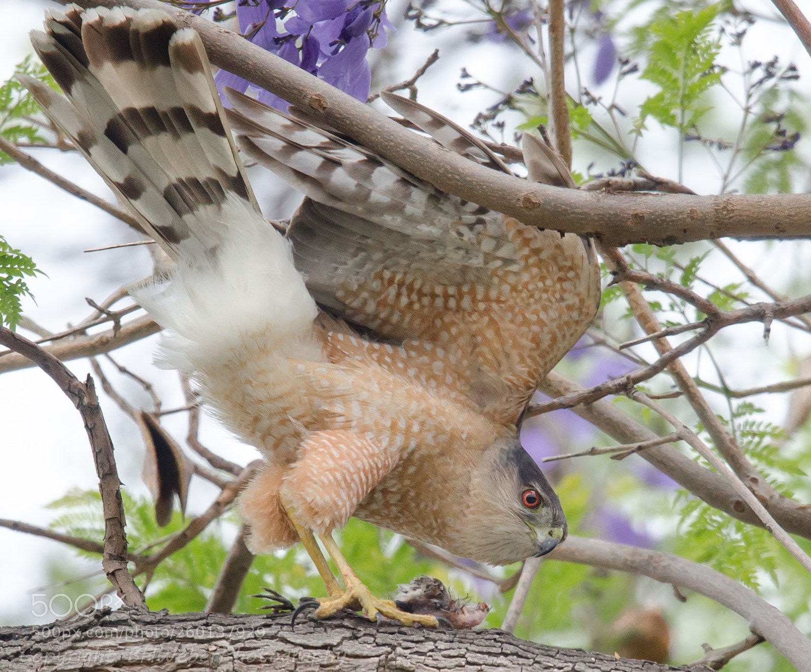 Nikon D7000 sample photo. Cooper's hawk photography