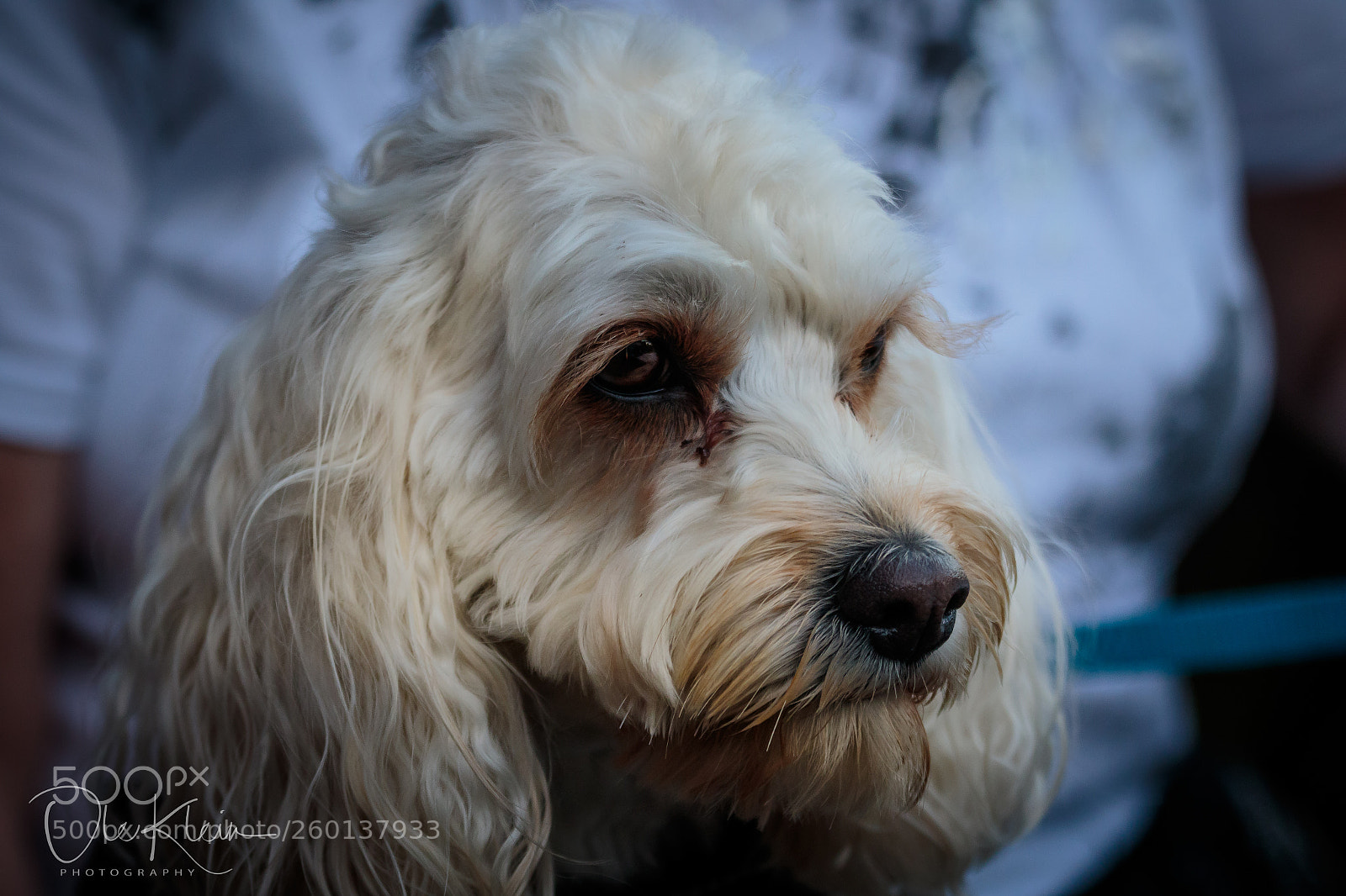 Canon EOS 7D Mark II sample photo. Perle... photography