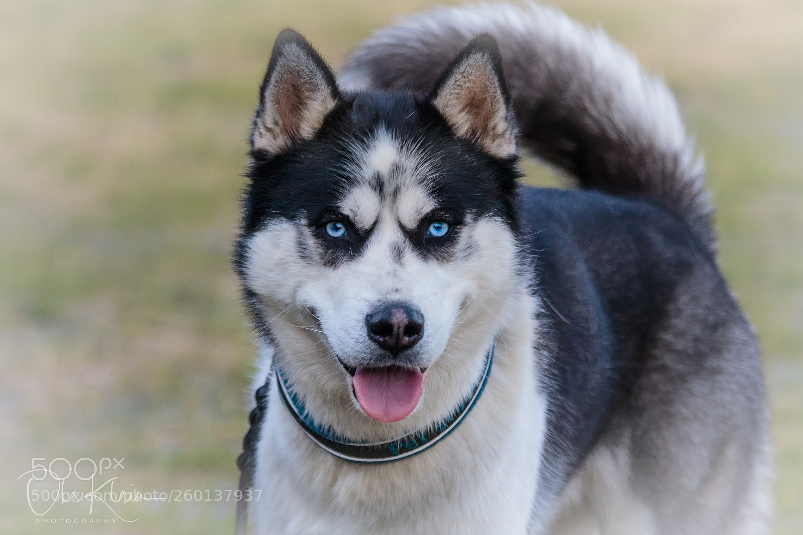 Canon EOS 7D Mark II sample photo. Trolle... photography