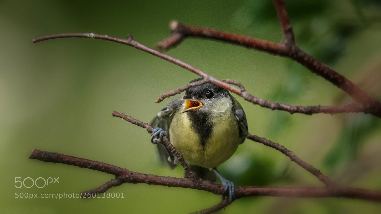 Nikon D500 sample photo. Young tit. photography