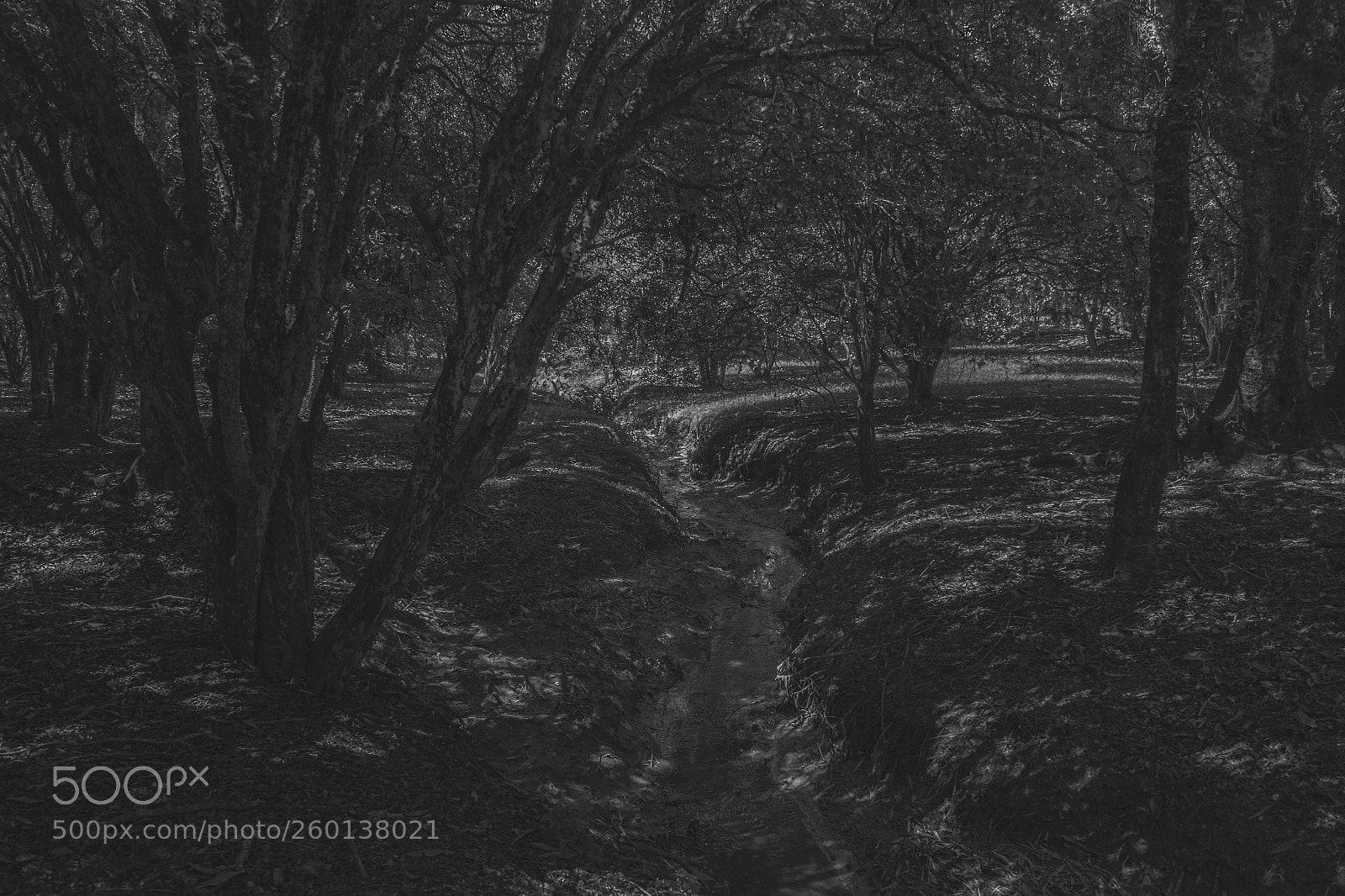 Canon EOS 60D sample photo. Nature photography