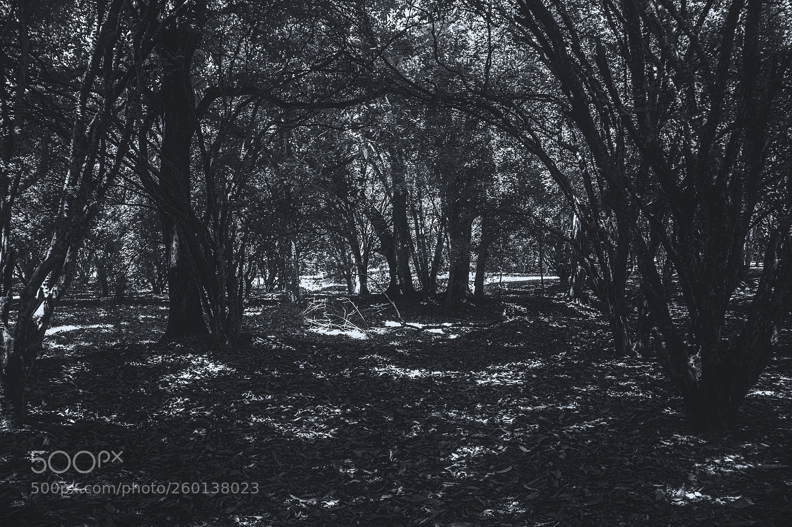 Canon EOS 60D sample photo. Nature photography
