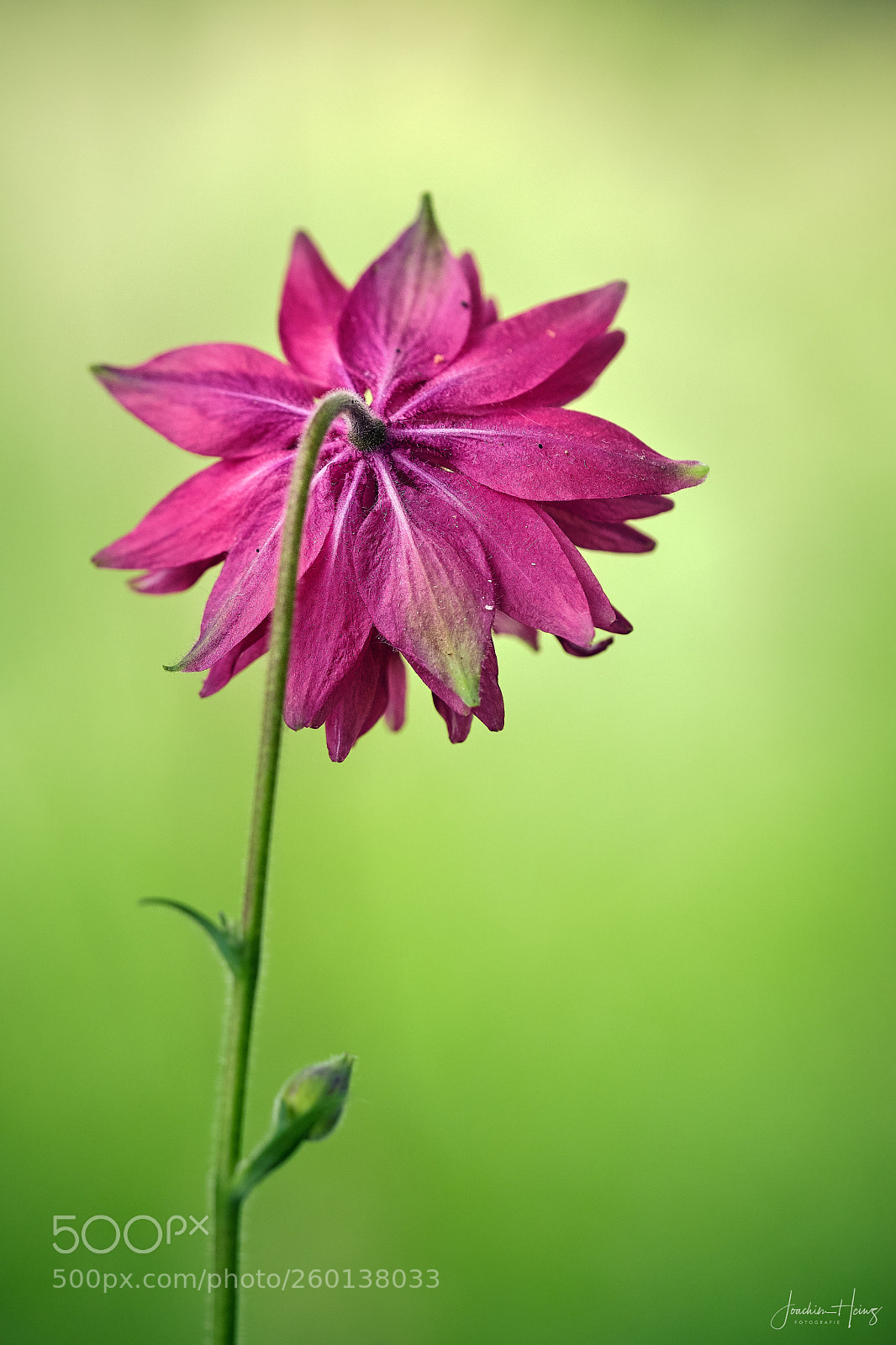Fujifilm X-T2 sample photo. Columbine photography