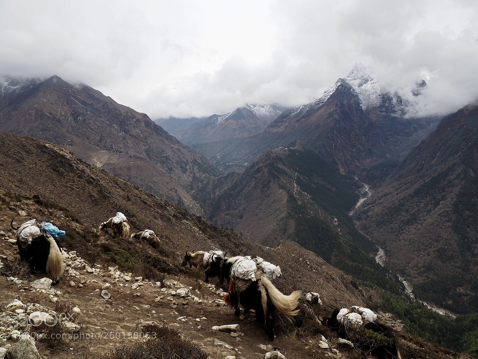 Olympus OM-D E-M5 II sample photo. Yak at 4000 meters photography